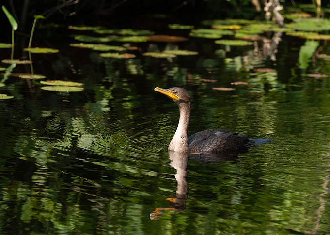 Cormorant on water