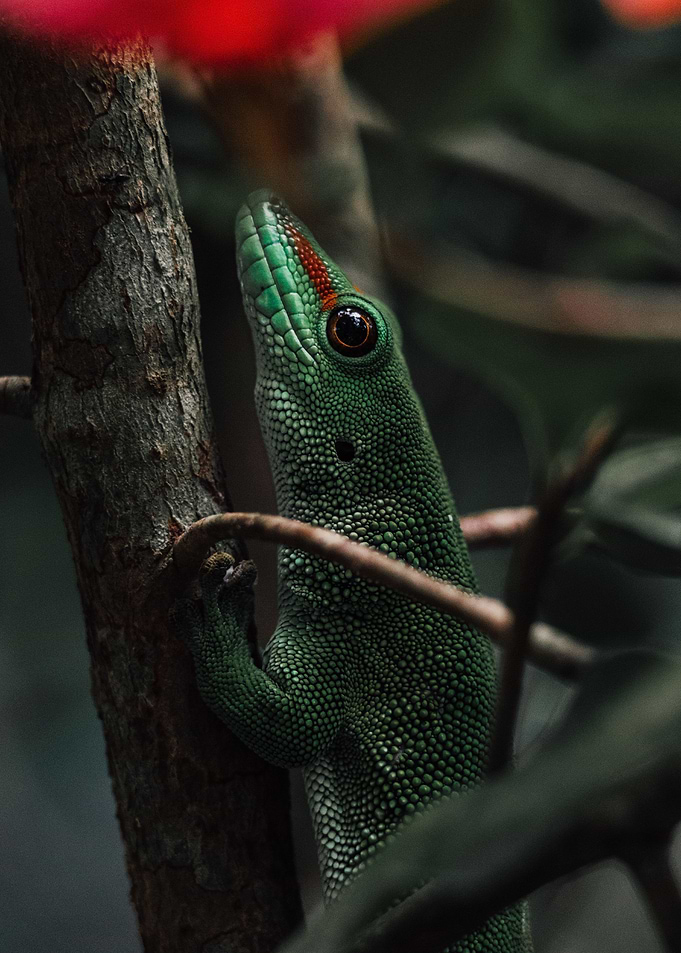 Green Lizard