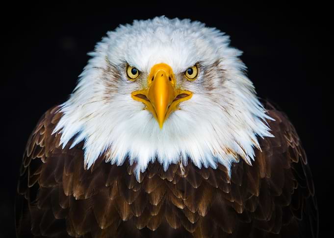 Eagle