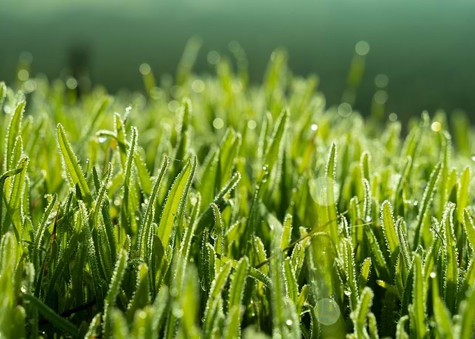a Close up of Grass