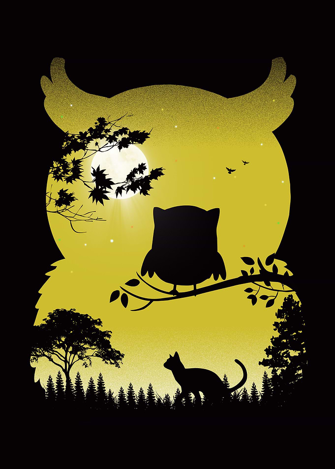 Animal Nature Owl Night