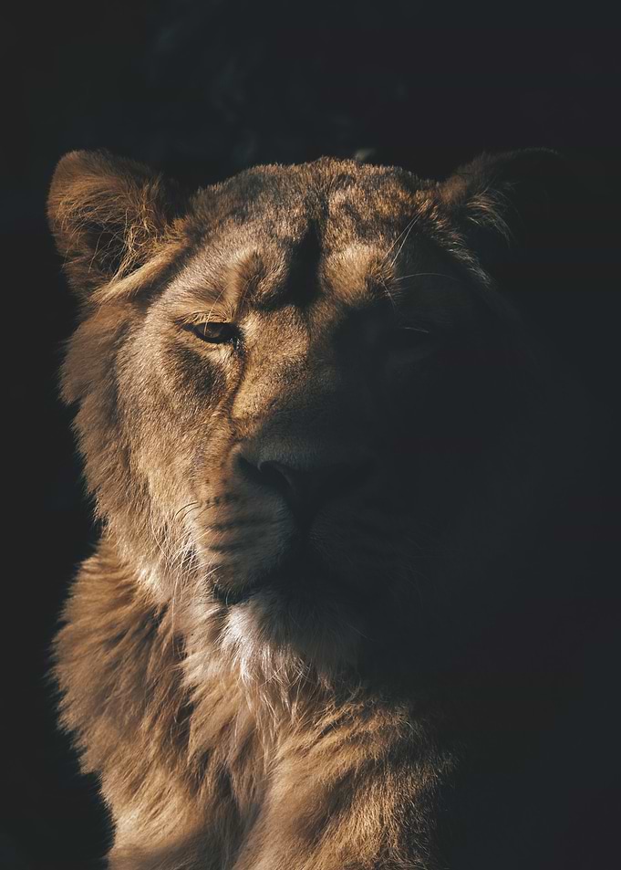 Lion in the Dark
