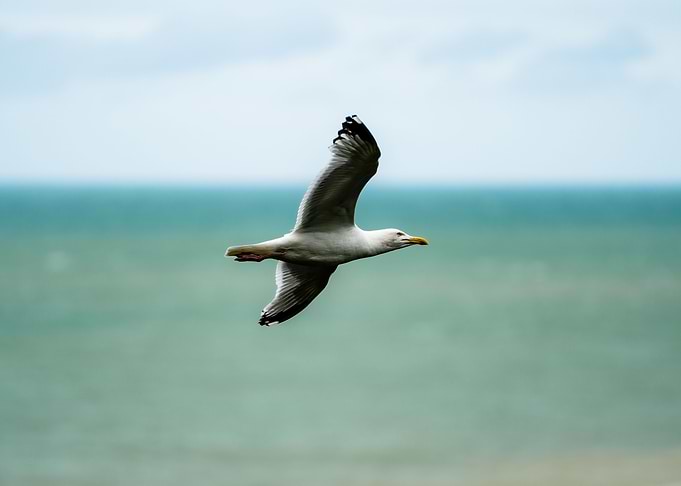 gull
