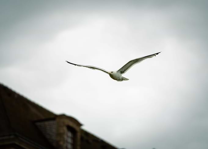 gull