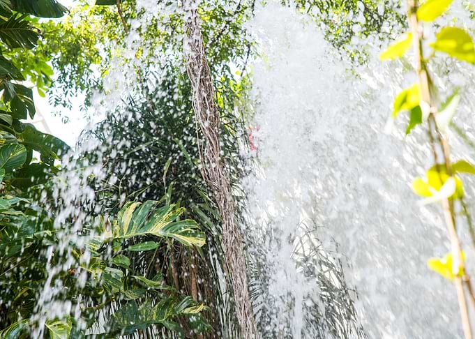 Tropical Leaves Waterfall