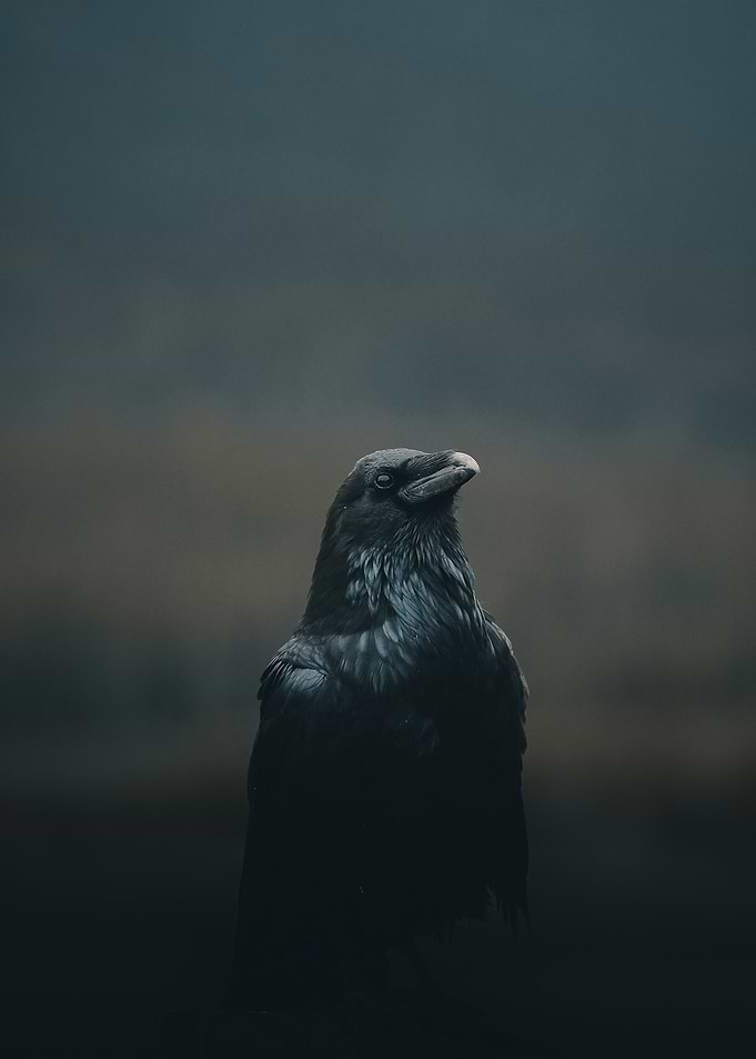 Black Bird