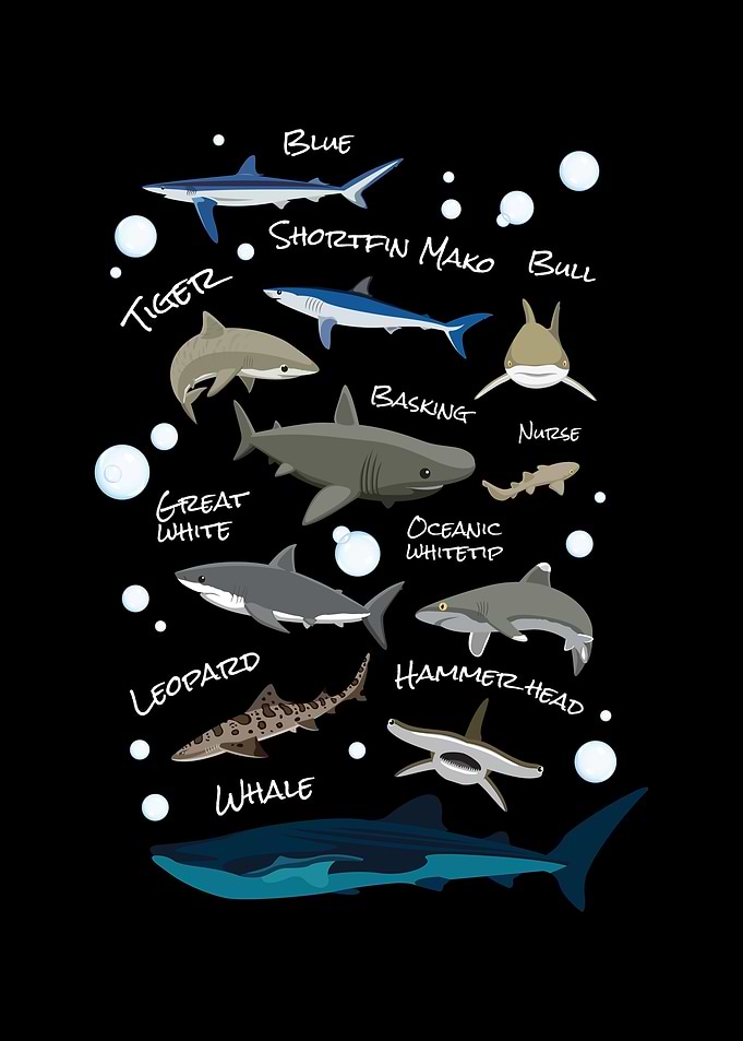 Shark Species Shark Fish