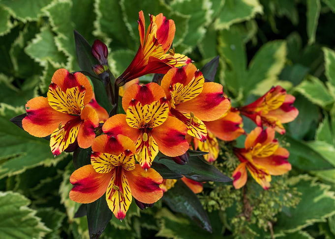 Tiger Lilies