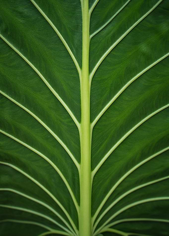Green Texture