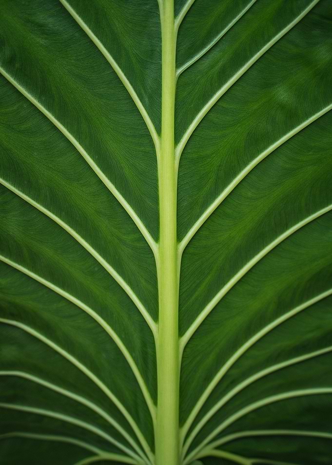 Green Texture