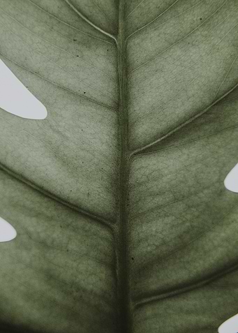 Green Leaf
