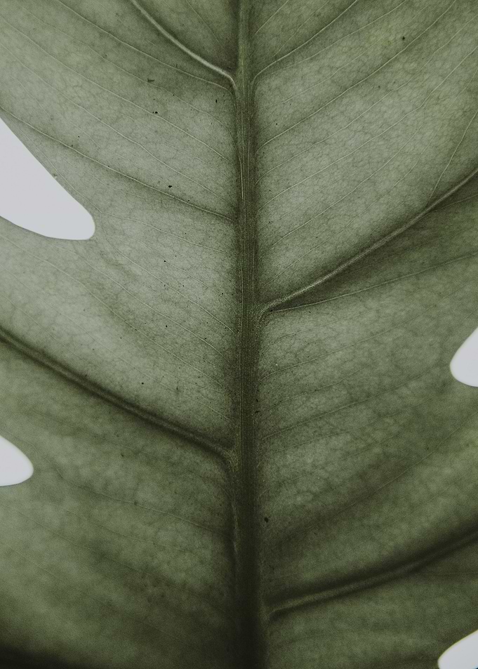 Green Leaf