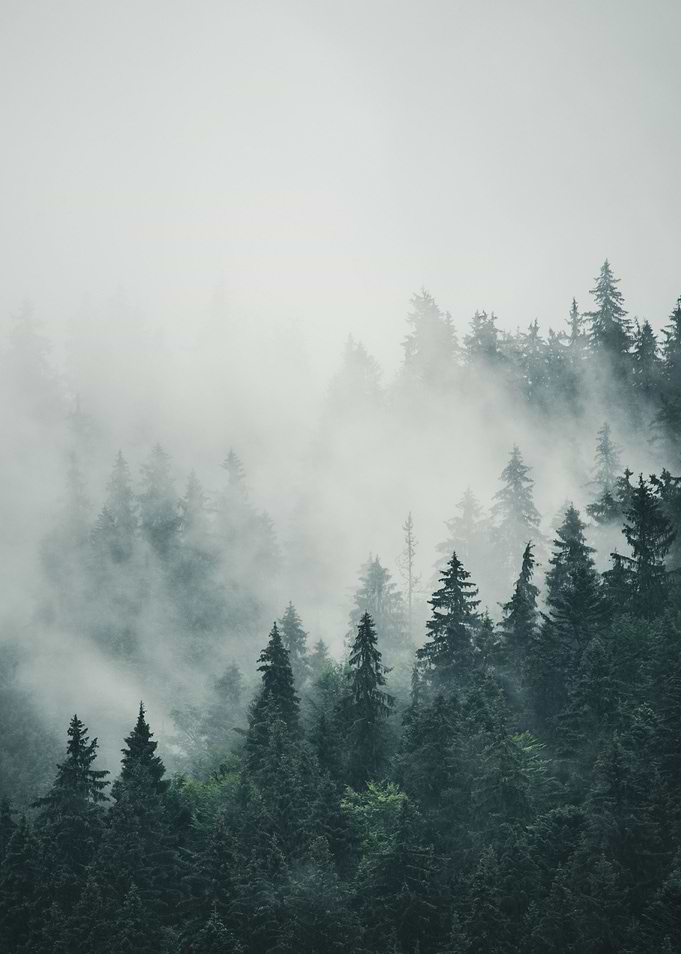 Dark Forest