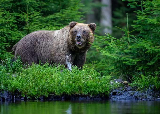 Bear