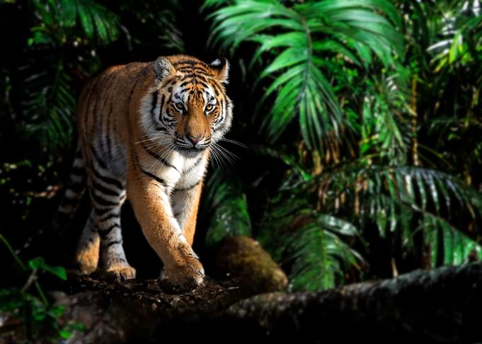 Tiger