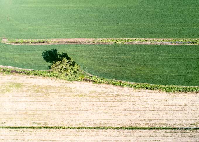 Tree Between The Fields