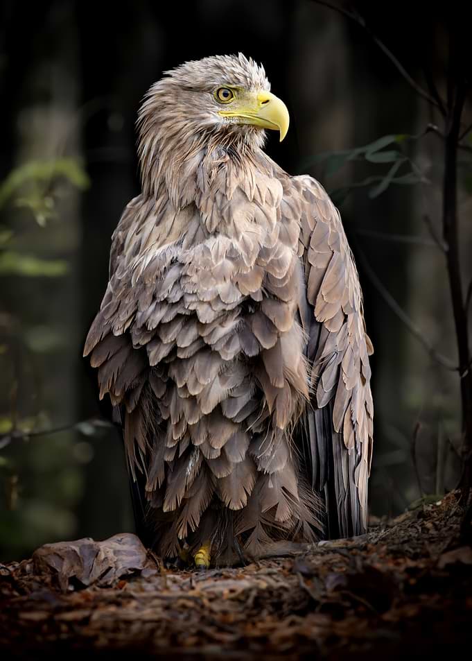 Hawk