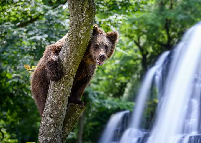Bear