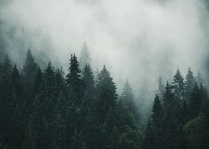 Dark Forest