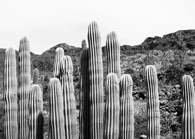Cactus Oasis 4