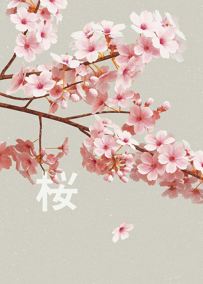 Japanese Sakura
