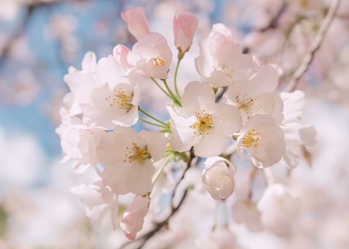 Blossom Floral