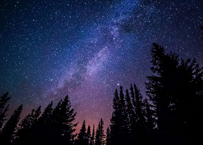 Trees Against Night Sky