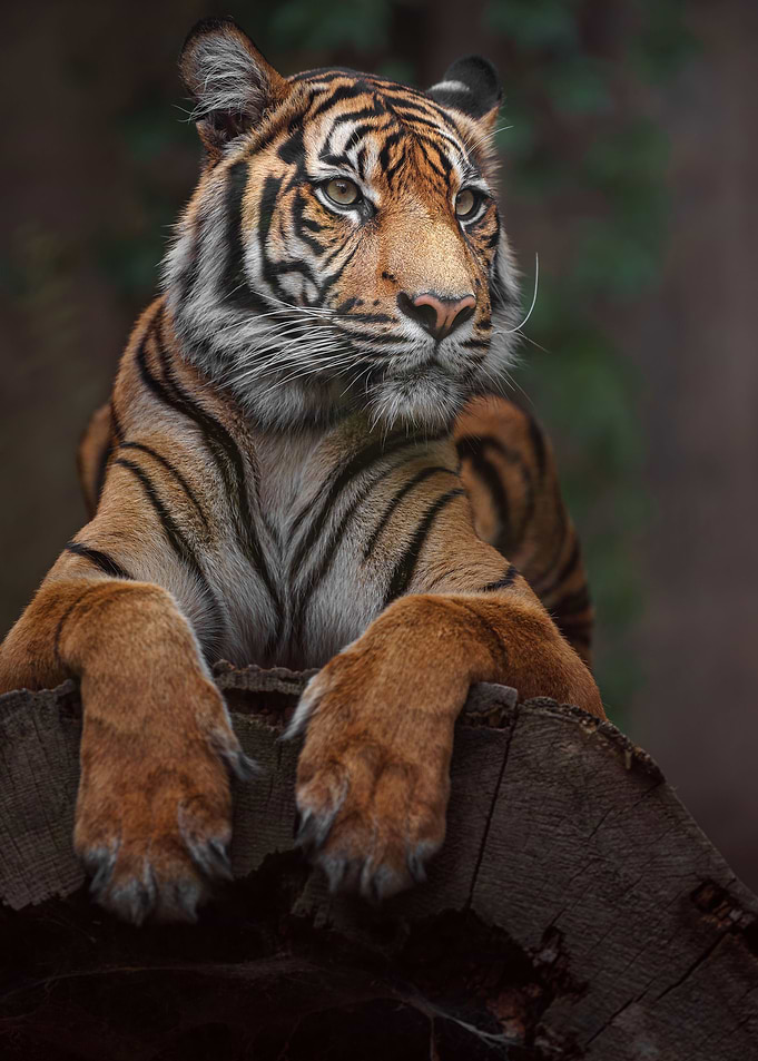 tiger