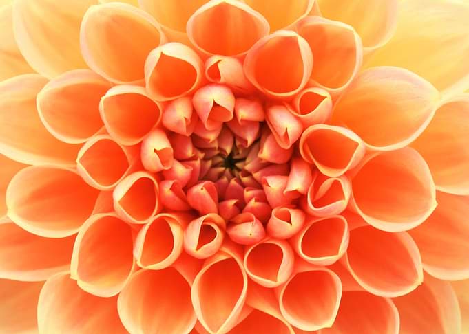 Beautiful Flower