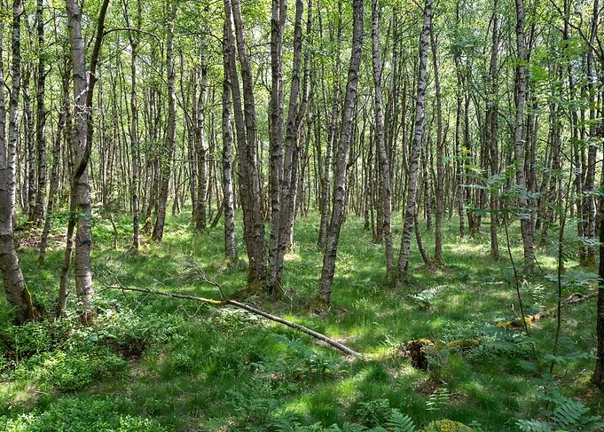 A Birch forest