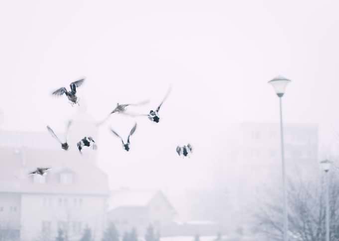 Snow and Winter