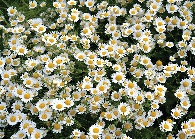 daisies in a field