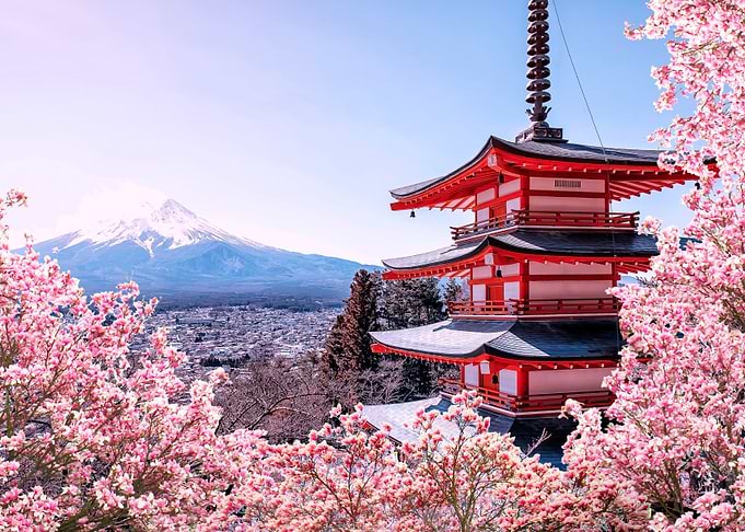 Sakura In Japan
