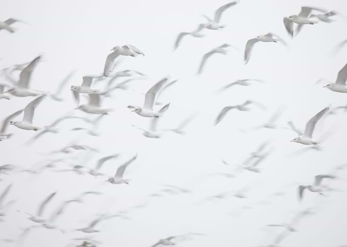 Flock Flying Bird