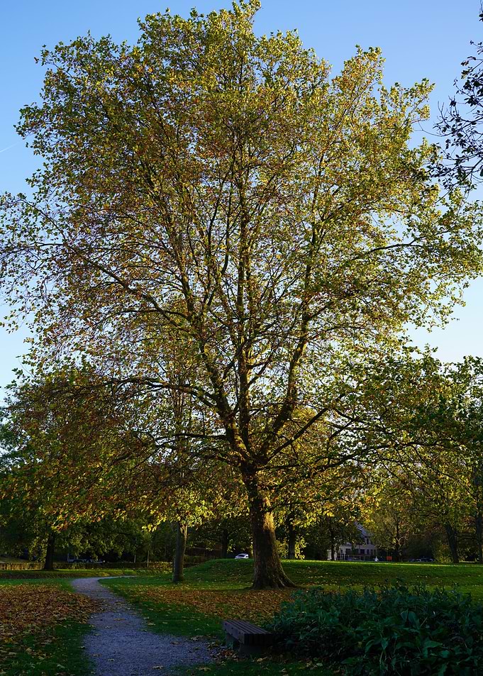 a tree with many leaves