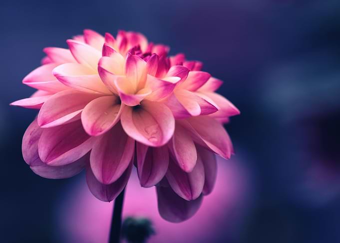 Pink Flower Nature