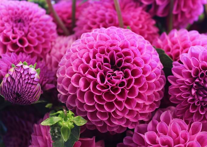 Pink Flowers