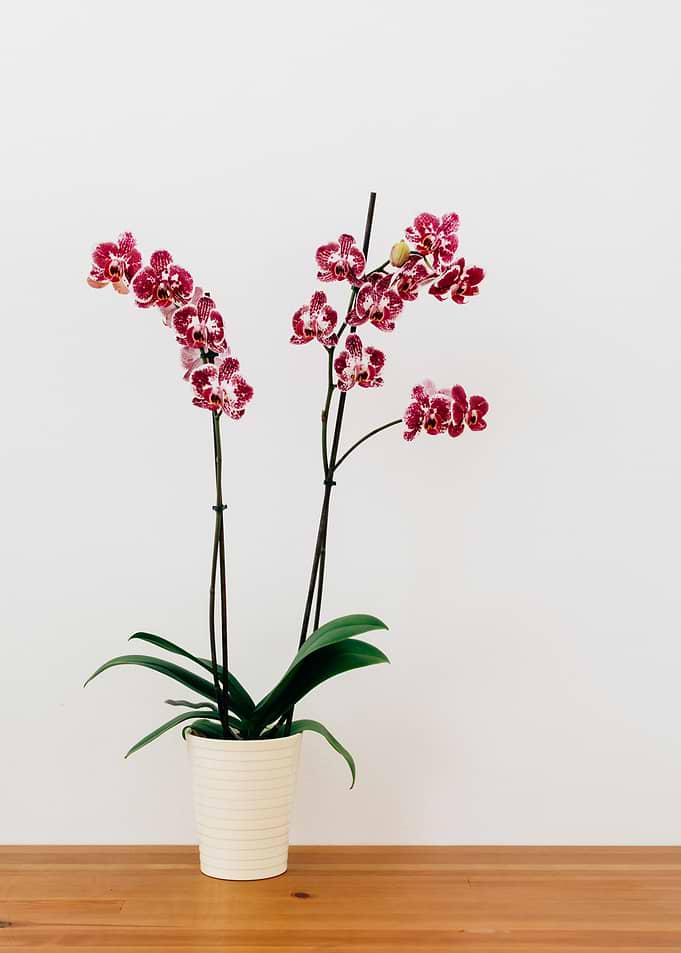 Flower Plant Decoration