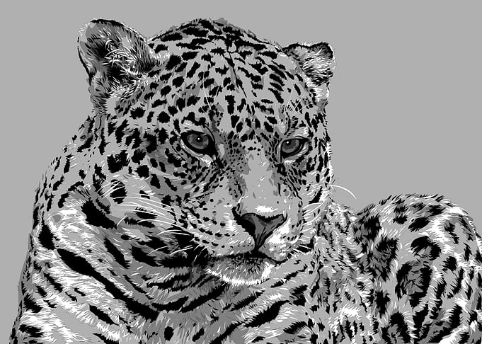 animal black and white