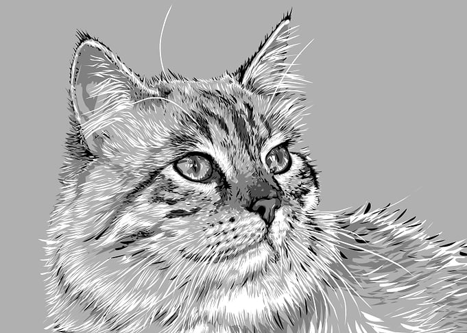 animal black and white