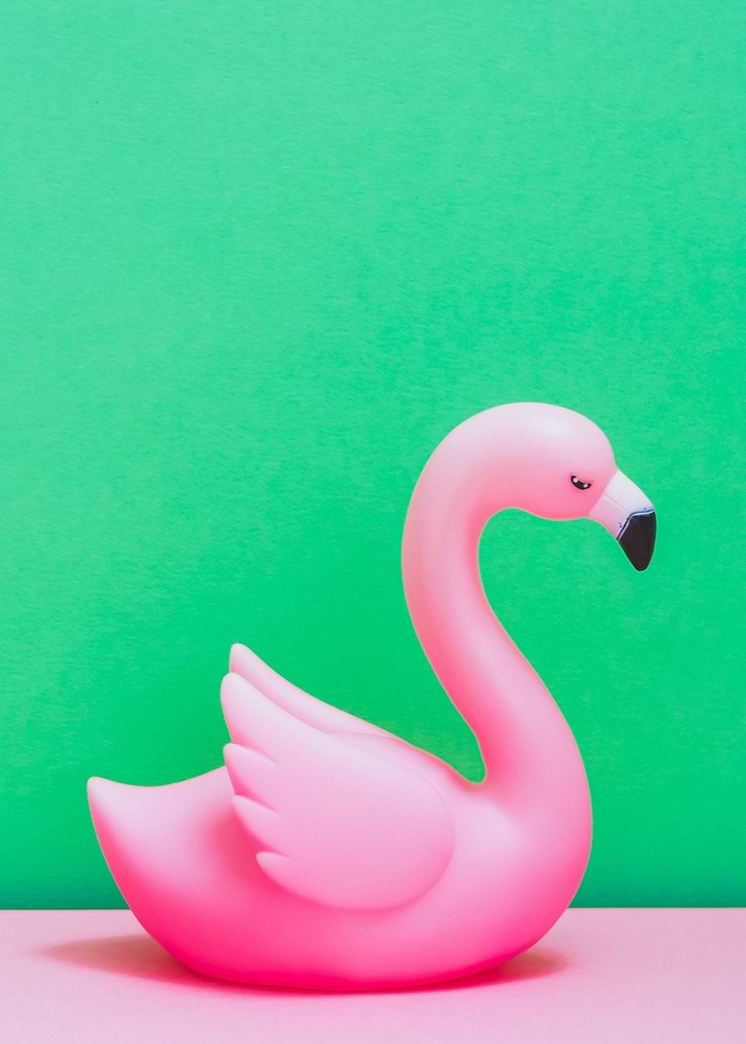 swan photography