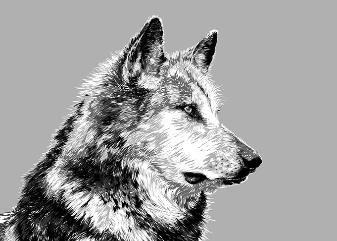 animal black and white