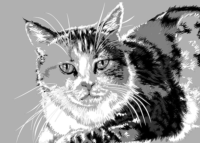 animal black and white