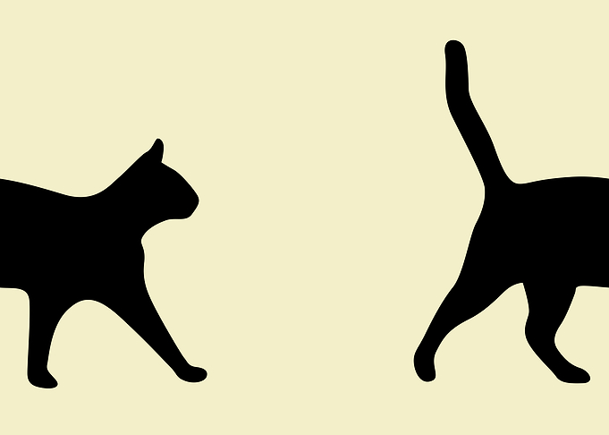 Cat is Walking