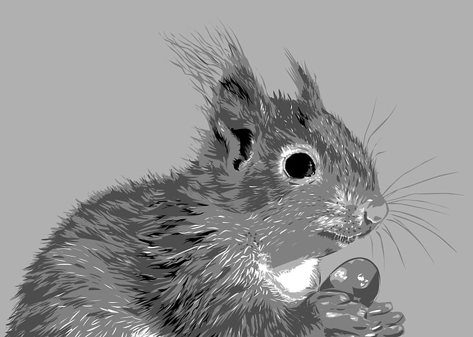 animal black and white