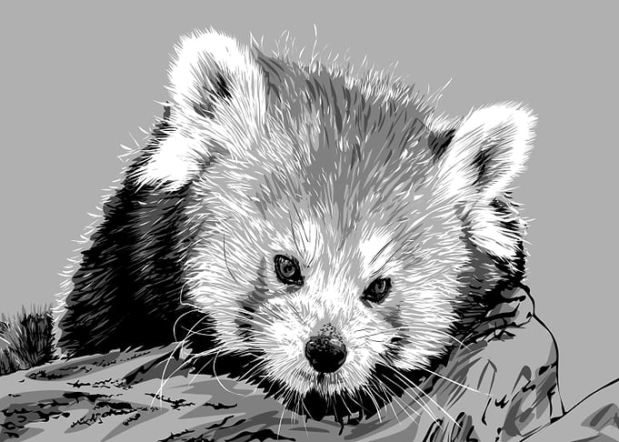 animal black and white
