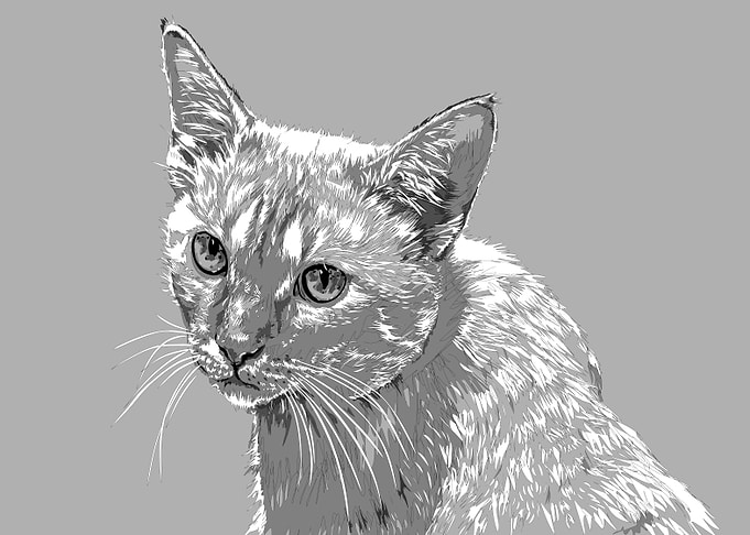 animal black and white
