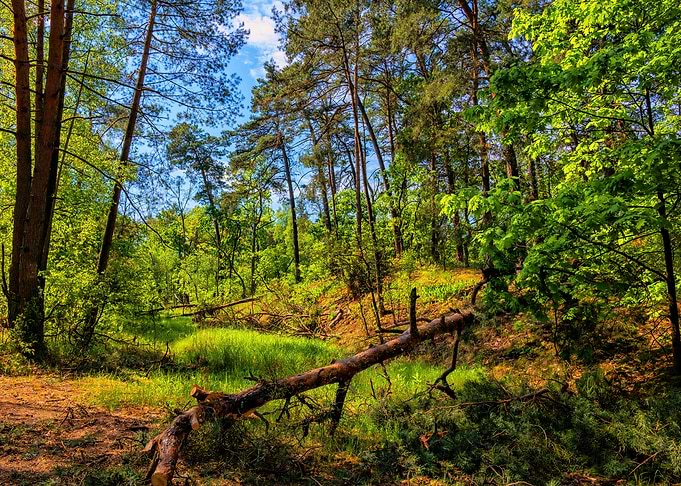 Kampinos Forest In Poland