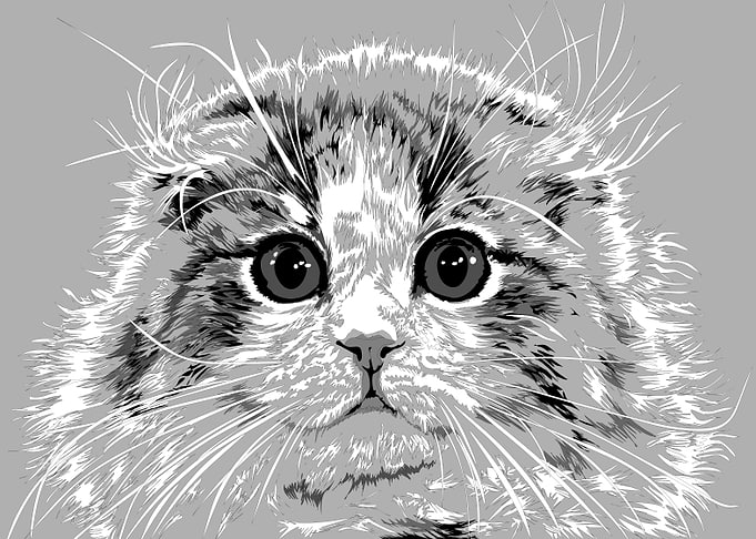 animal black and white