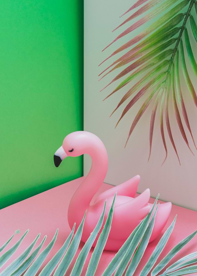 swan photography